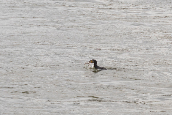 201910 River Cruise-6540